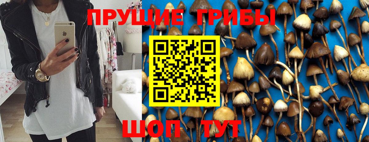 закладка  Галлюциногенные грибы мицелий  Вход с VPN  Псилоцибиновые грибы Magic Shrooms  Ачхой-Мартан 